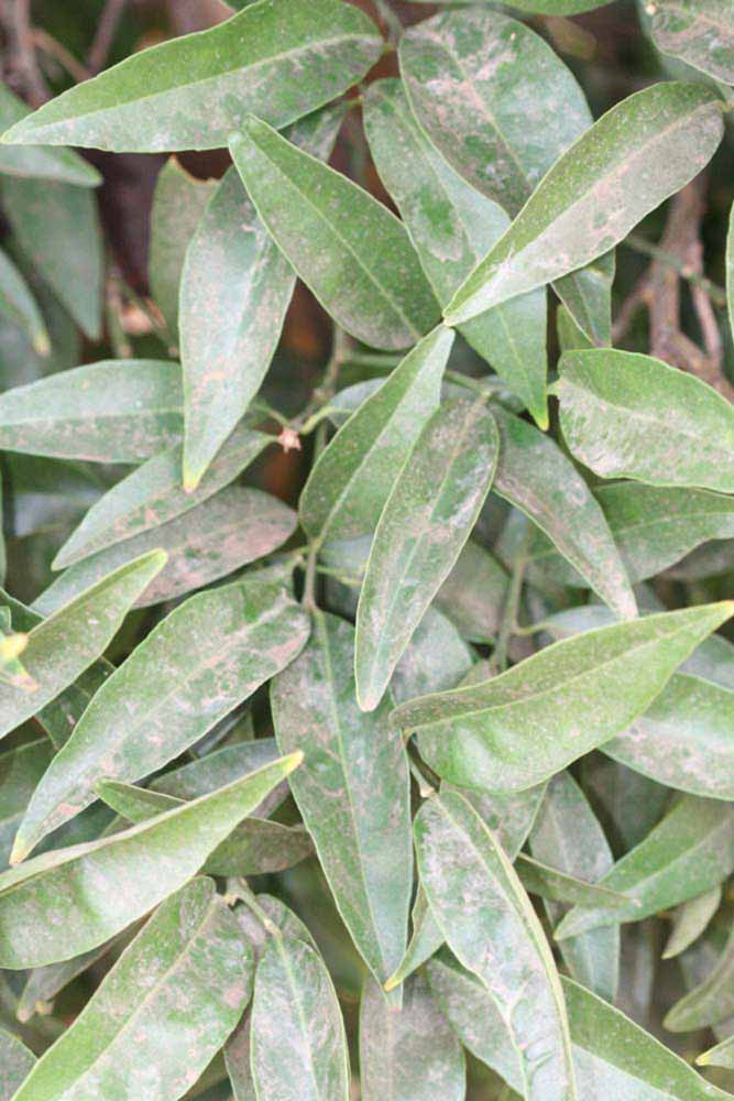              Sun leaves (Riverside, CA)       